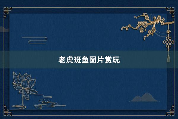 老虎斑鱼图片赏玩